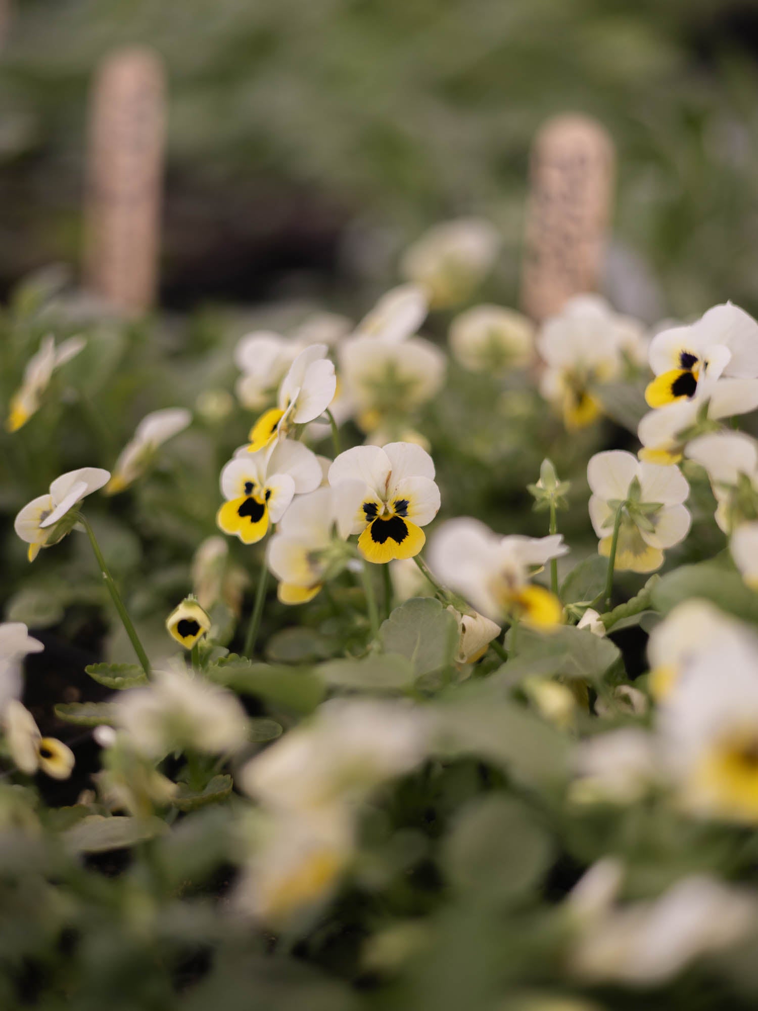 VIOLA - Sorbet Lemon Ice Blotch - PLANTS