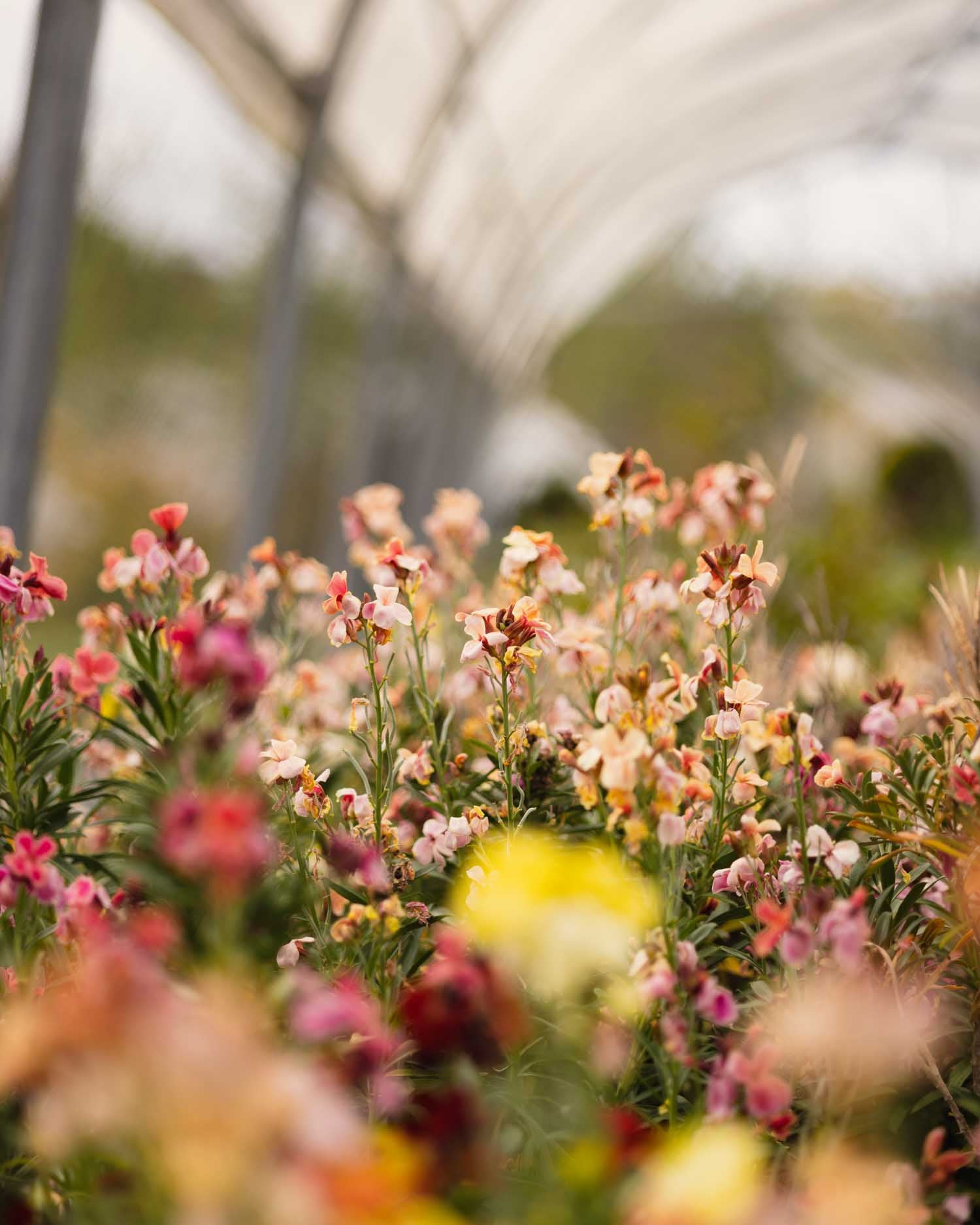 Wallflower - Sunset Apricot