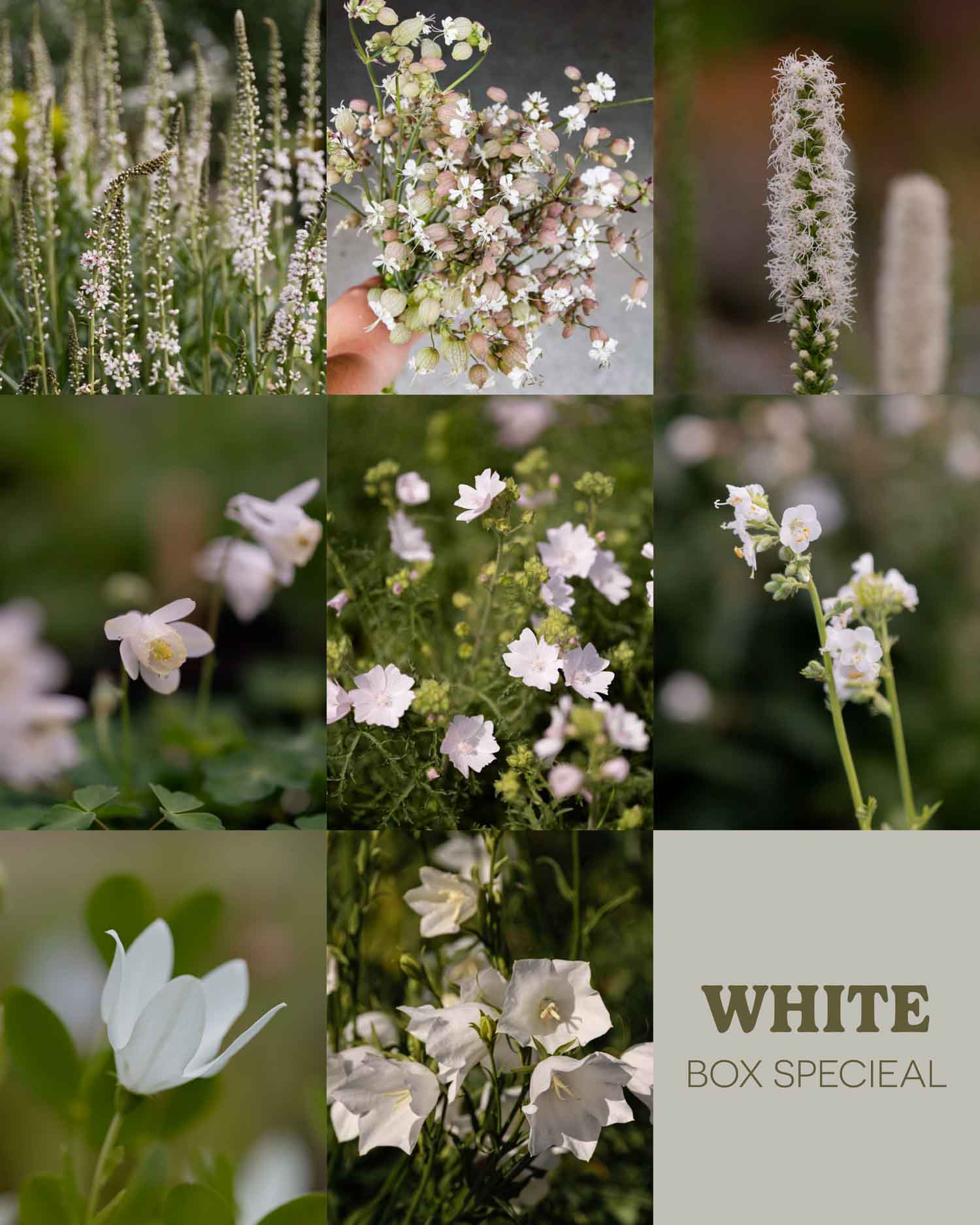 WHITE BOX SPECIAL - 10 PLANTS