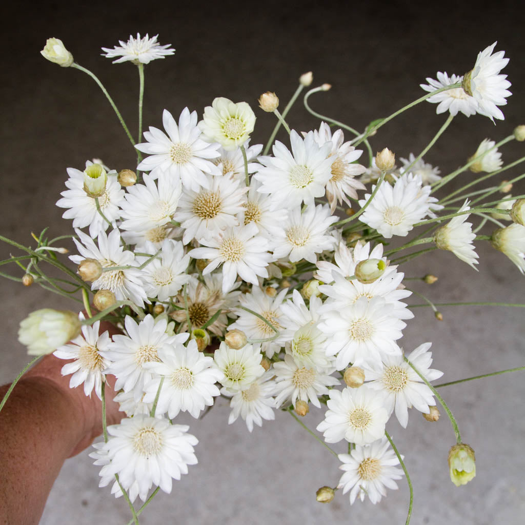 Xeranthemum - White Immortelle