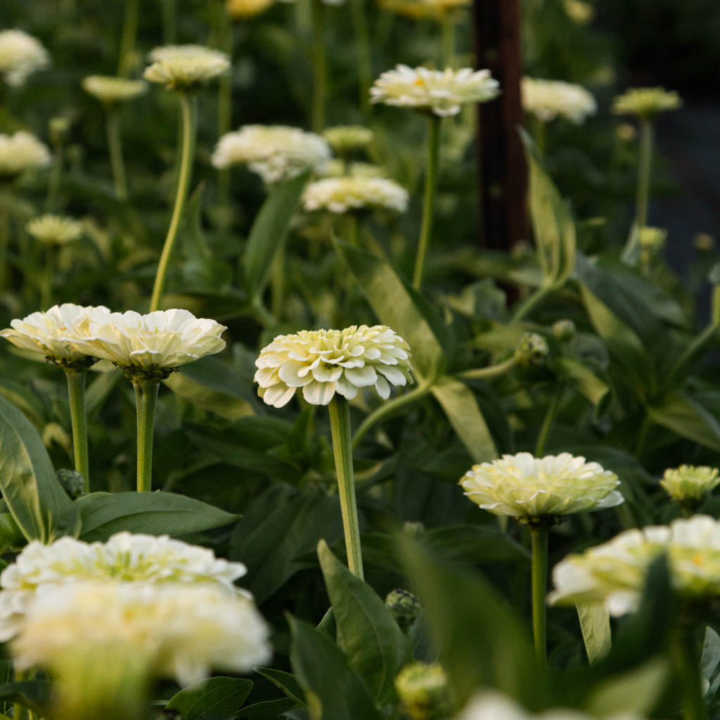 Zinnia - Benary White