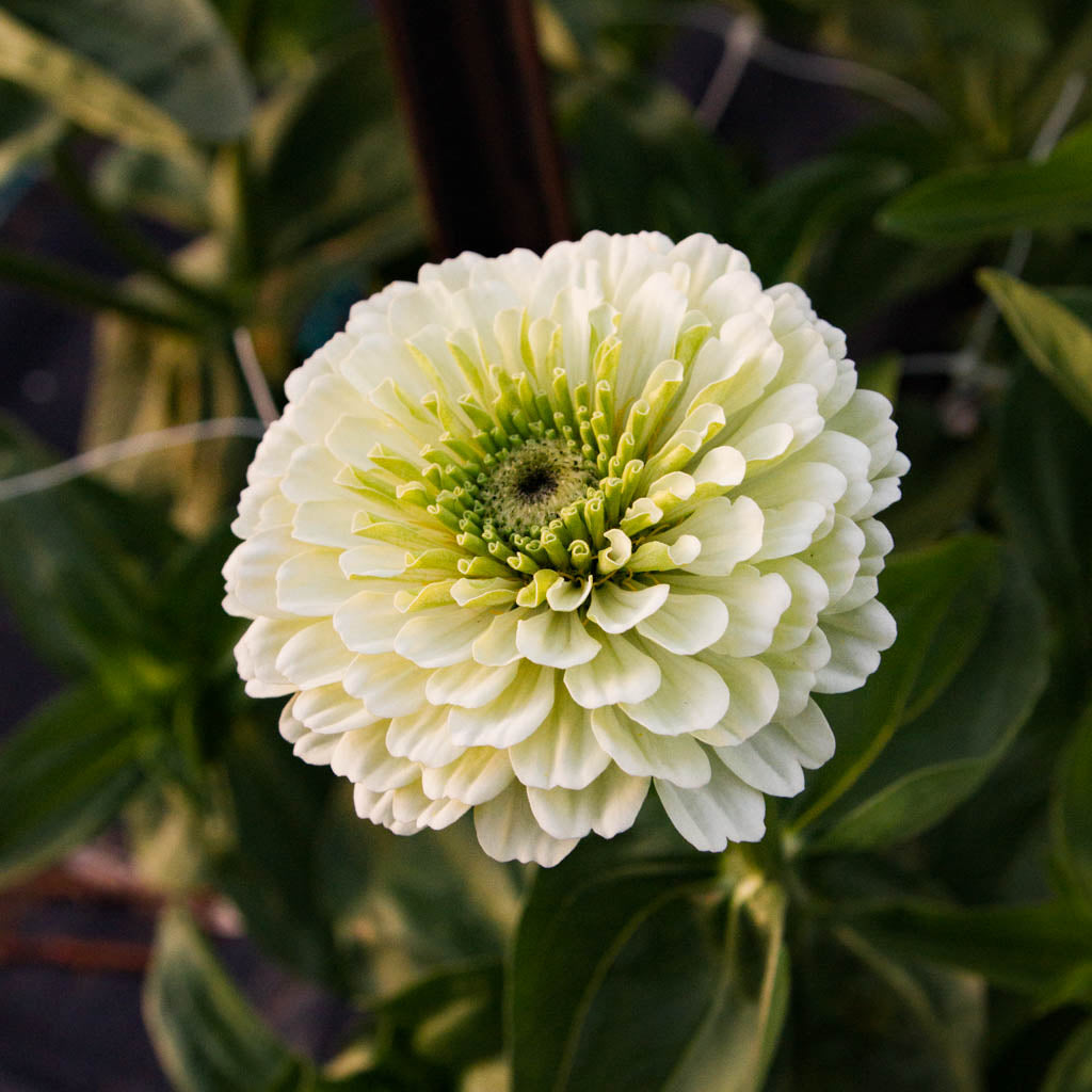 Zinnia - Benary White