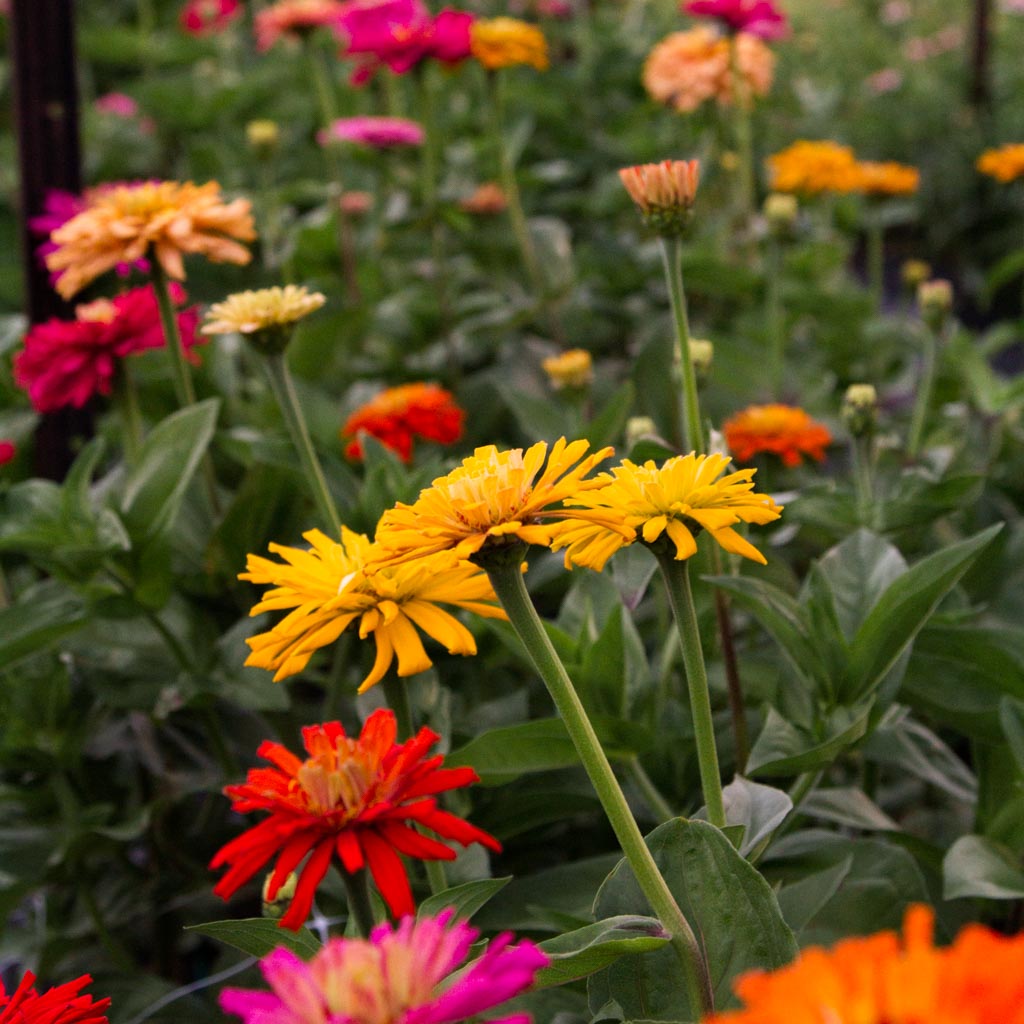 Zinnia - Cactus Flowered Mix