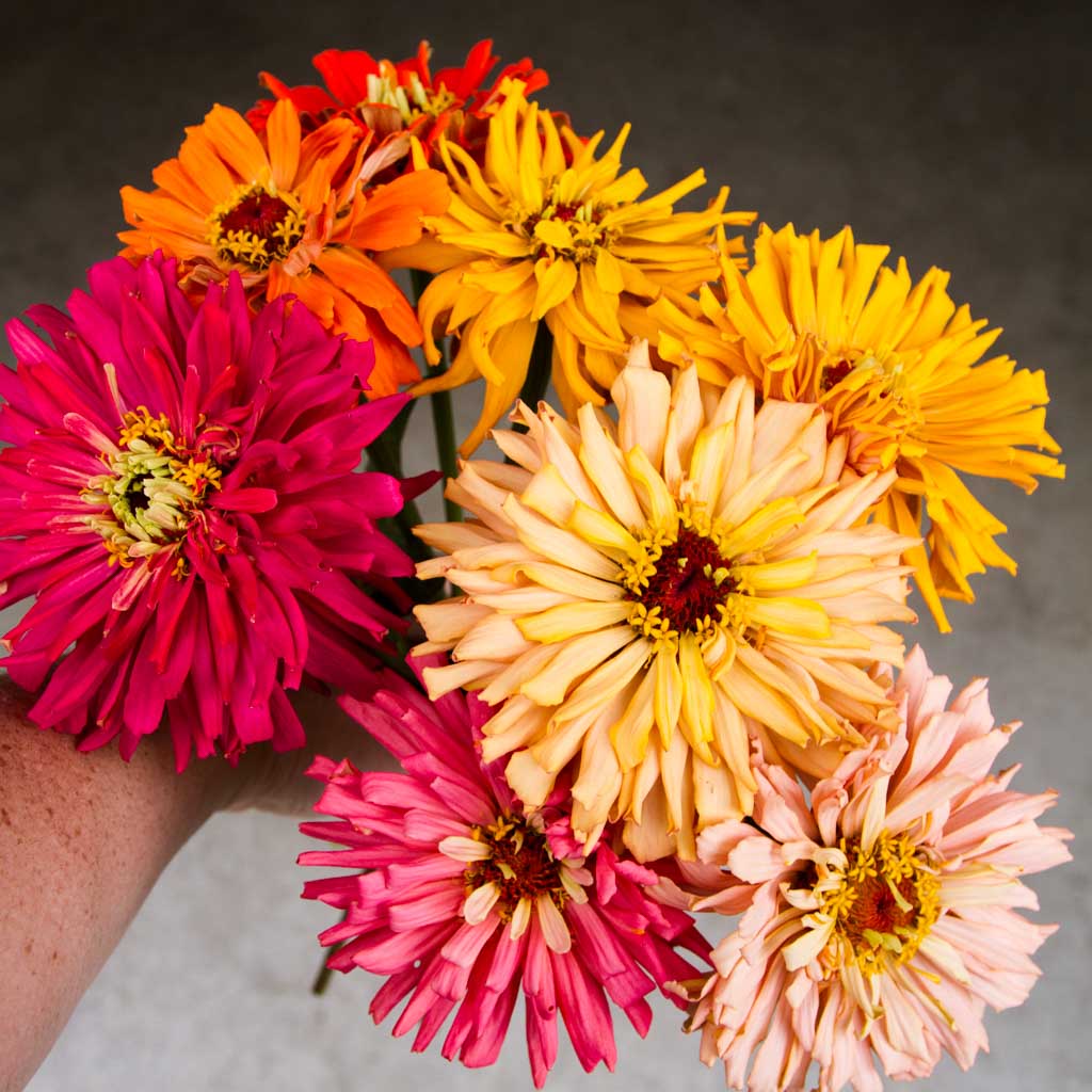 Zinnia - Cactus Flowered Mix