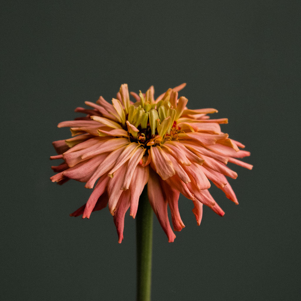 Zinnia - Cactus Flowered Mix