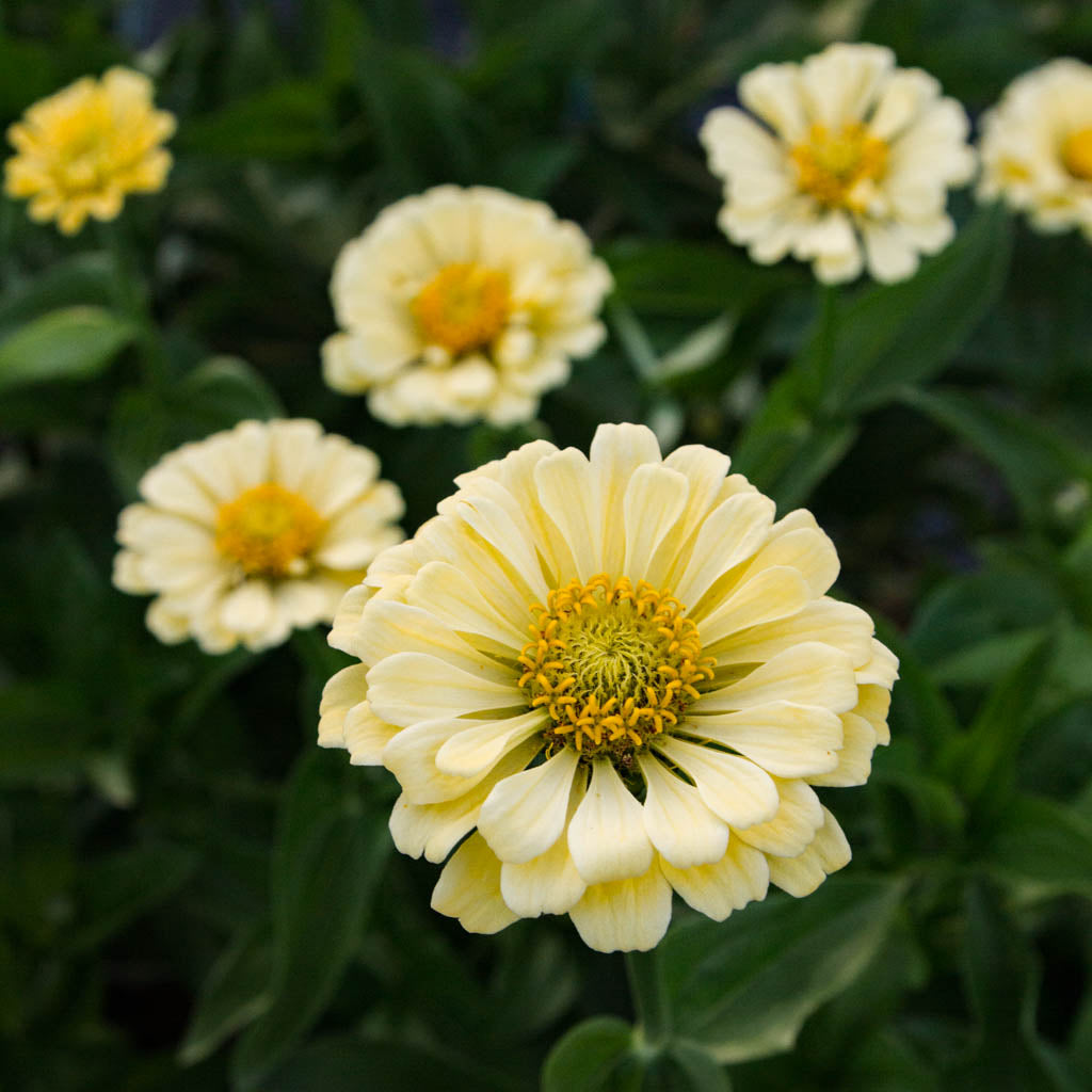 Zinnia - Creamy Yellow