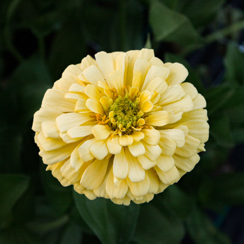 Zinnia - Creamy Yellow
