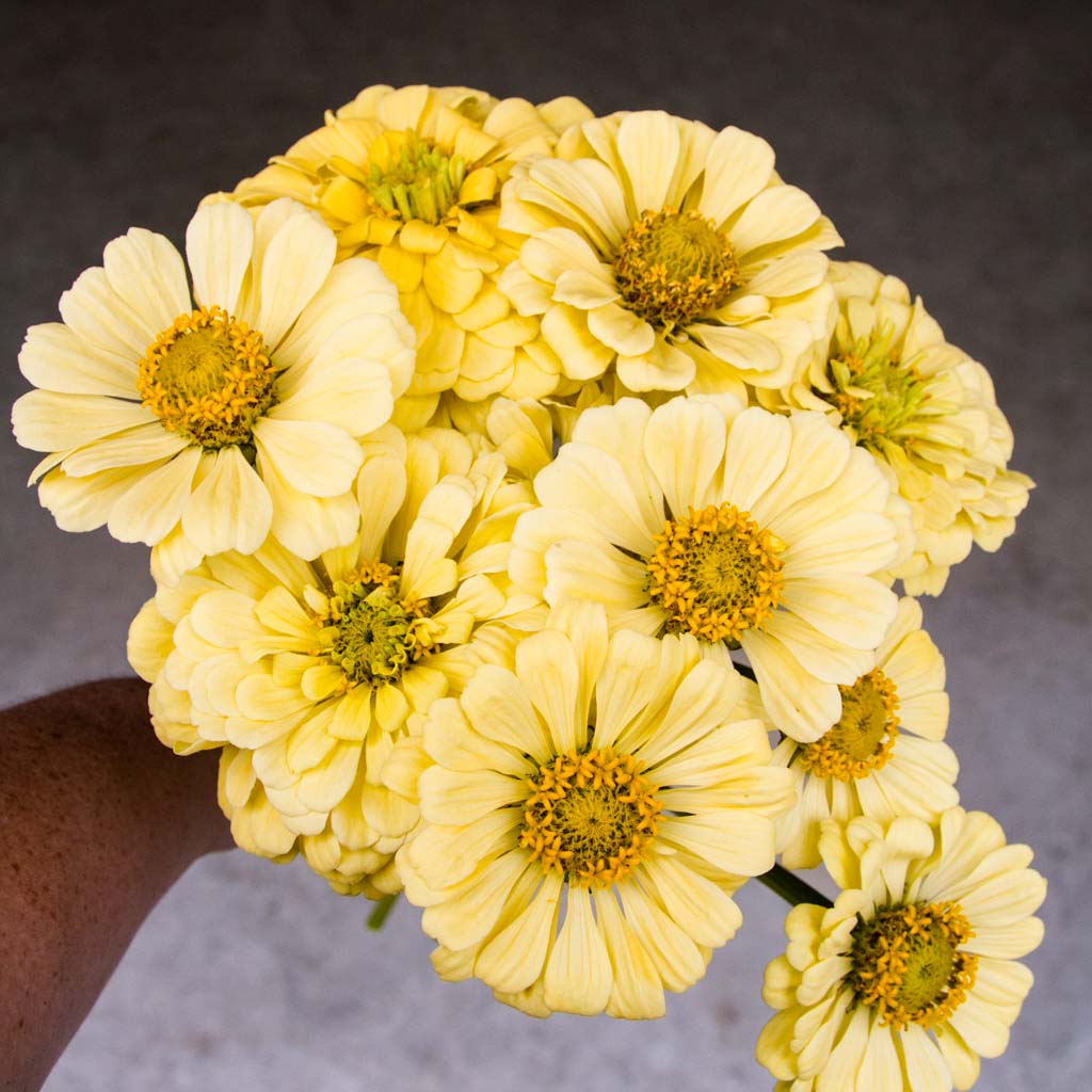 Zinnia - Creamy Yellow