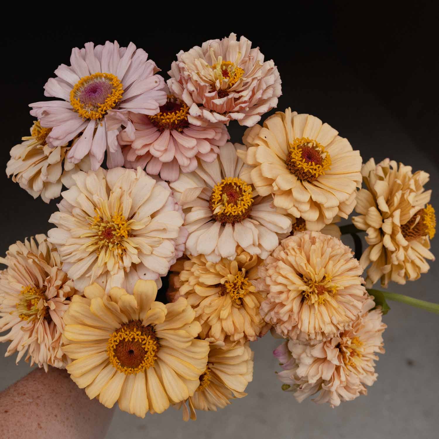 ZINNIA - Dawn Creek Honey - PLANTS