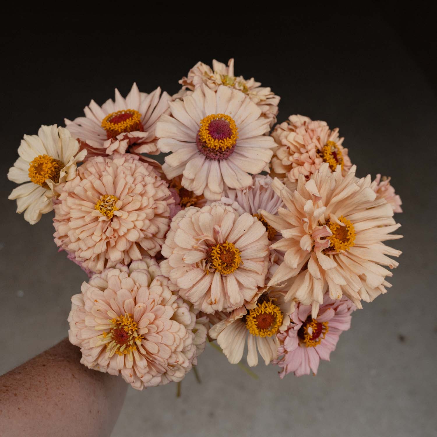ZINNIA - Dawn Creek Peach - PLANTS