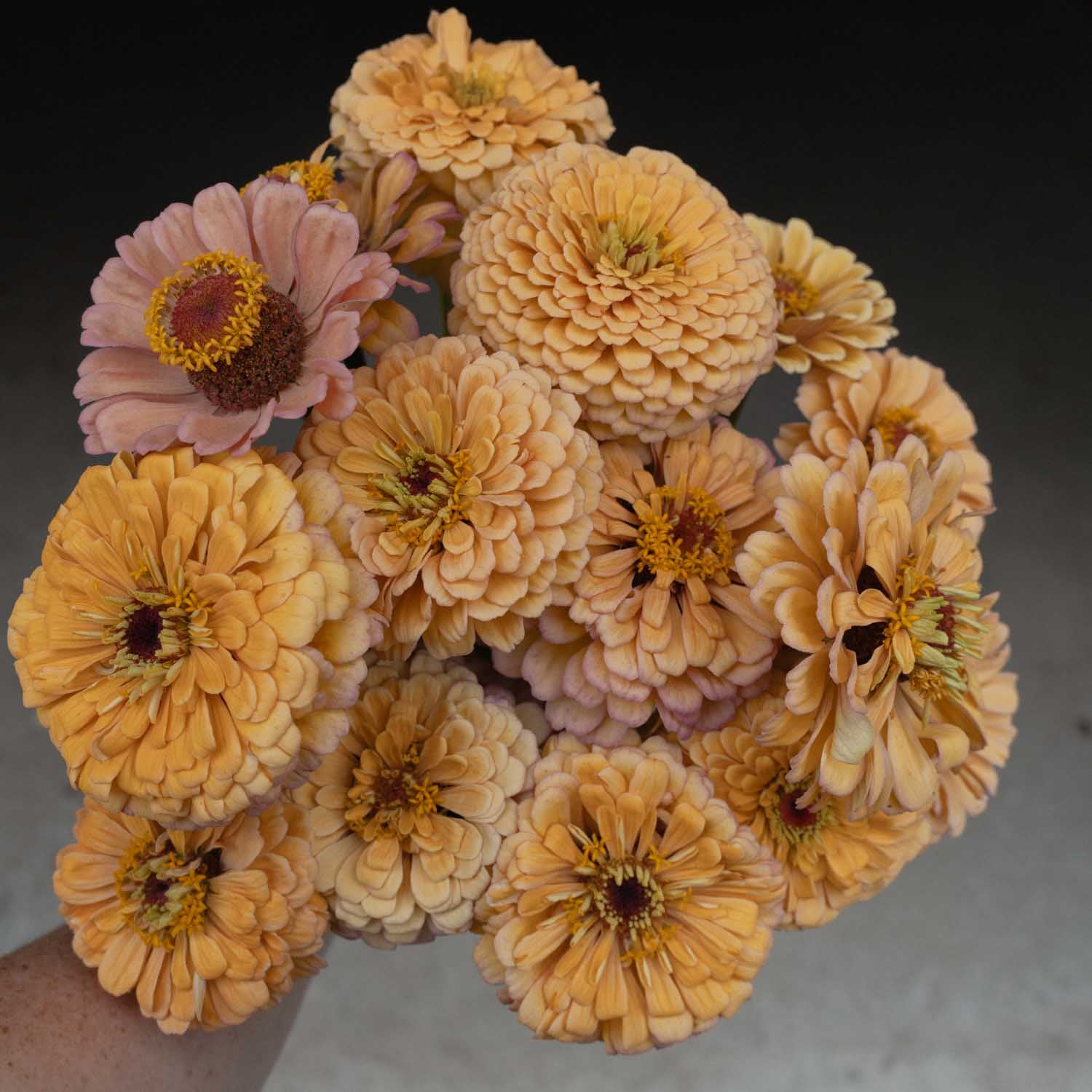 ZINNIA - Golden Hour - PLANTS