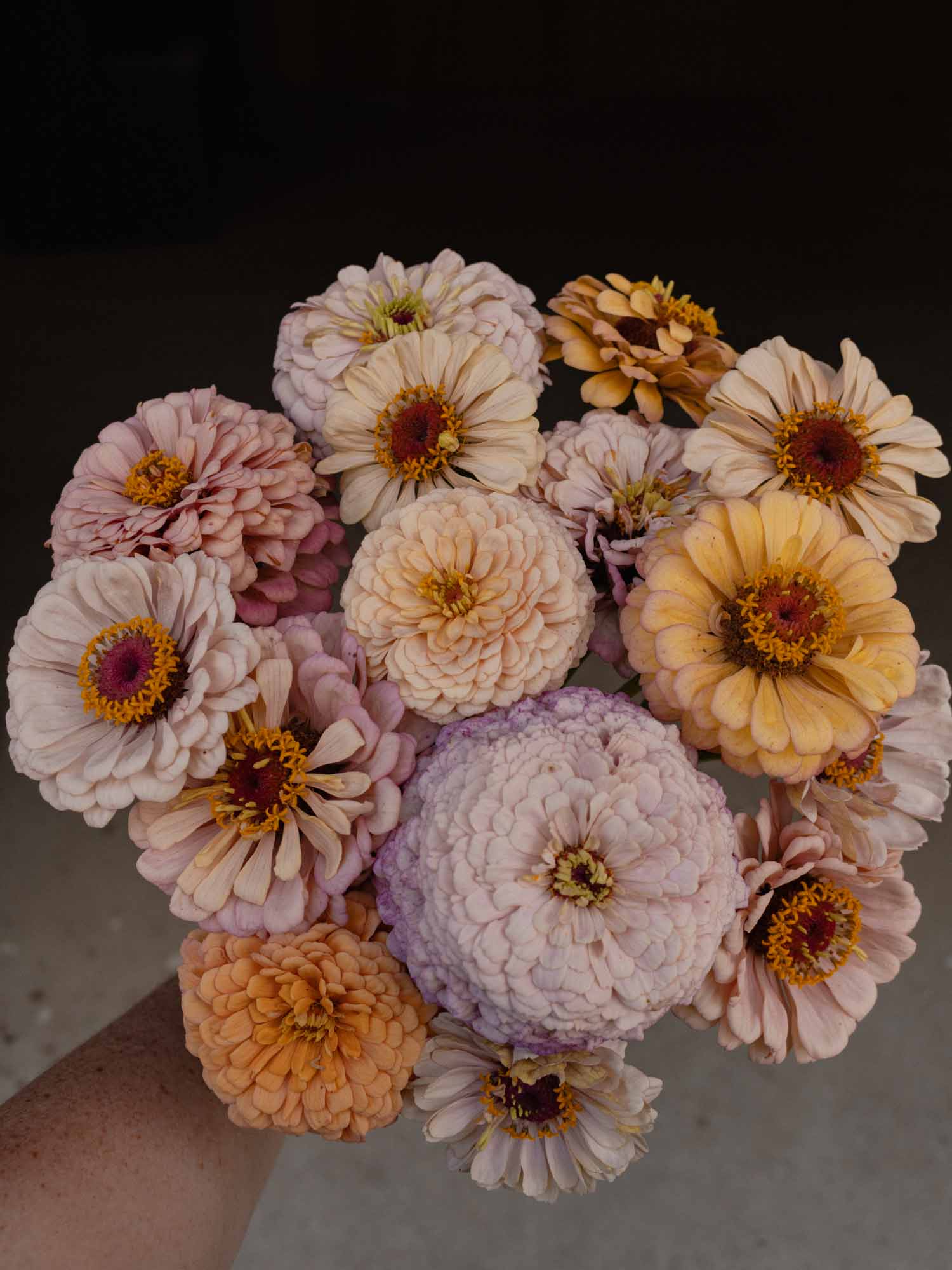 ZINNIA - Precious Metals - PLANTS