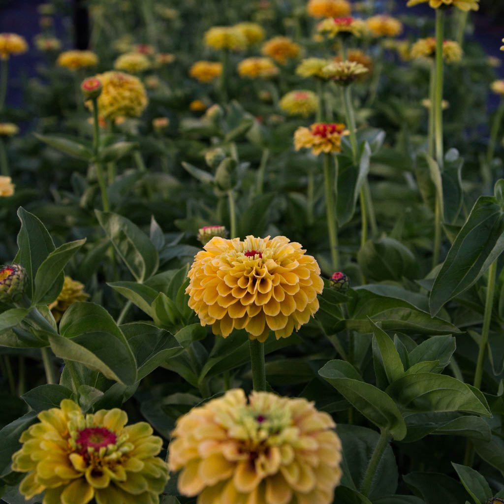 Zinnia - Queeny Lemon Peach