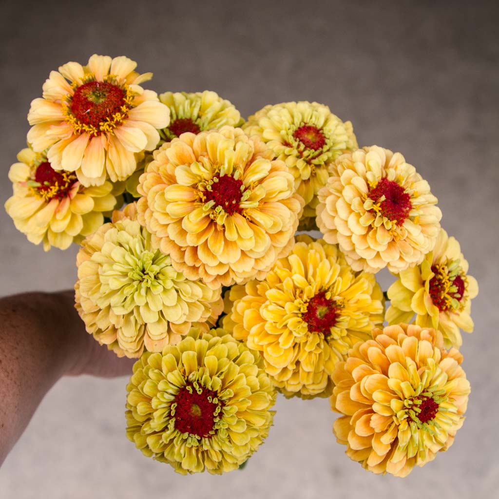 Zinnia - Queeny Lemon Peach