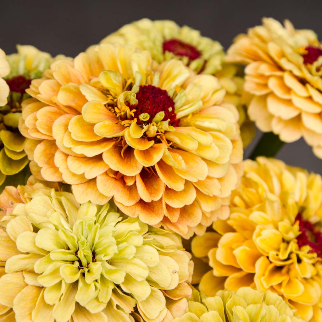 Zinnia - Queeny Lemon Peach