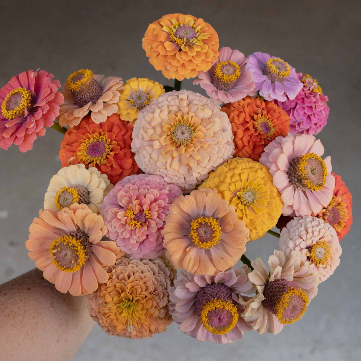 ZINNIA - Unicorn Mix - PLANTS