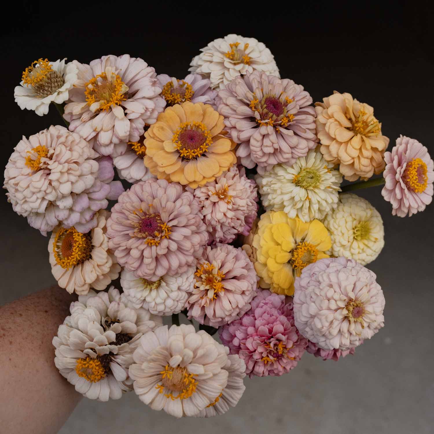 ZINNIA - Victorian Wedding - PLANTS