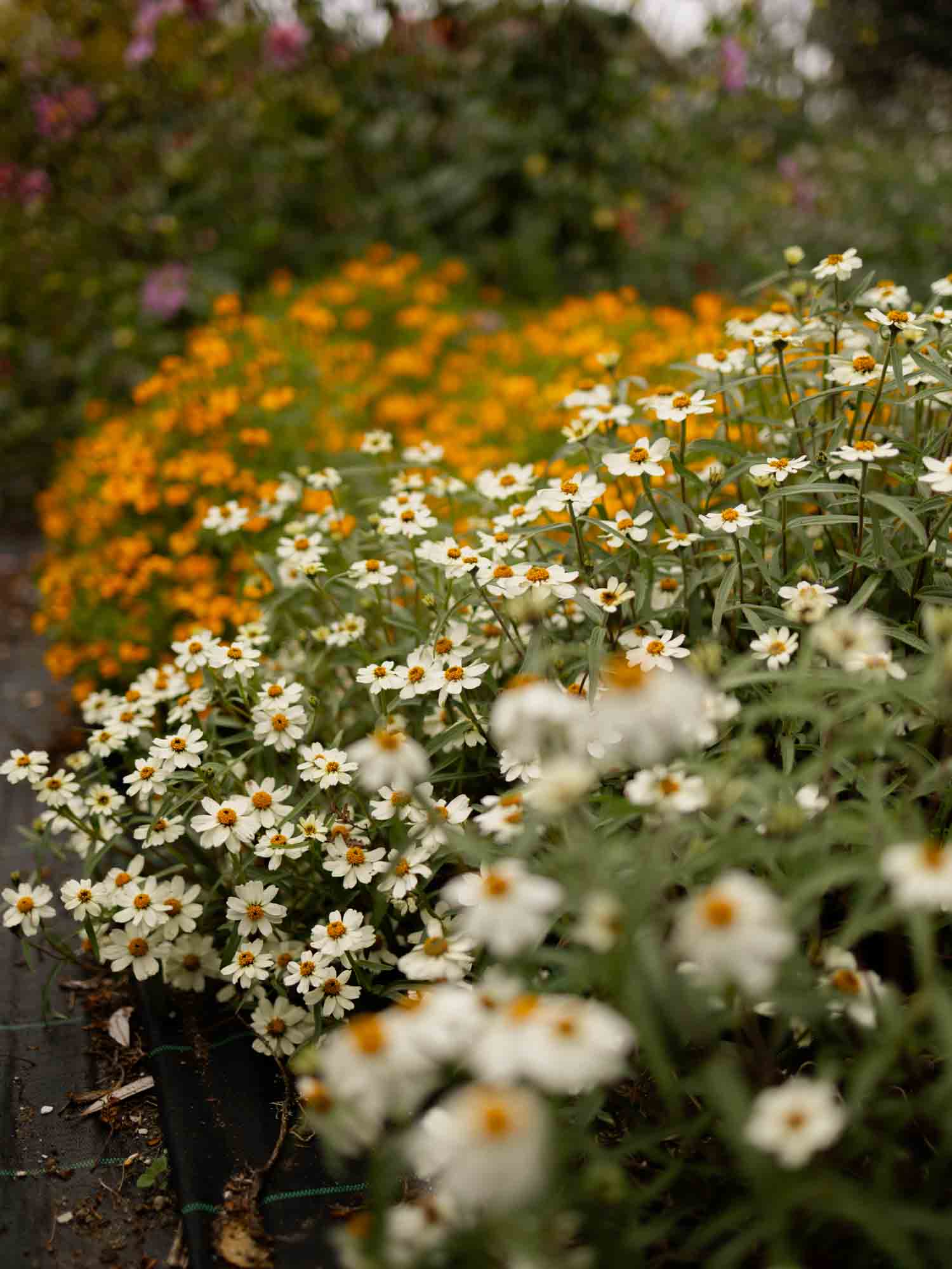 Zinnia angustifolia - White Star