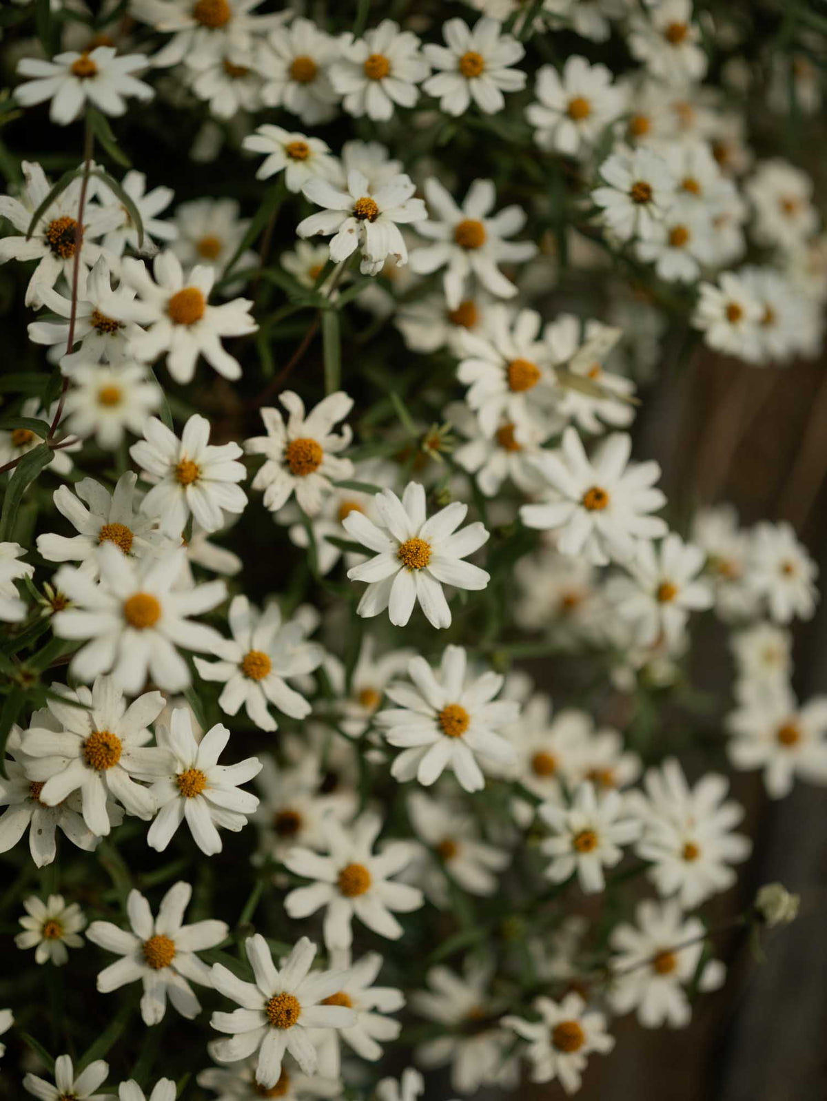 Zinnia angustifolia - White Star