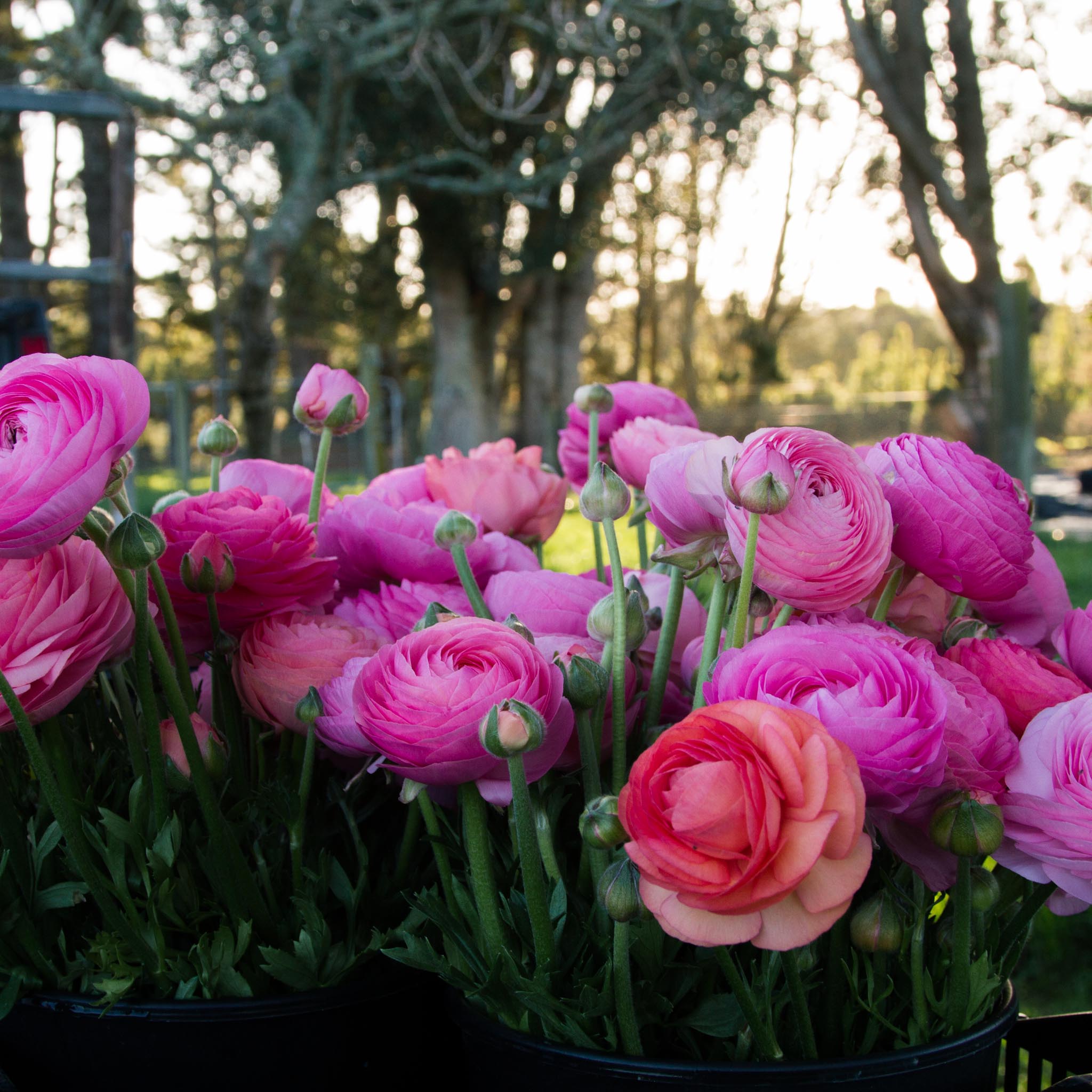 RANUNC - Amandine Pastel - PLANTS