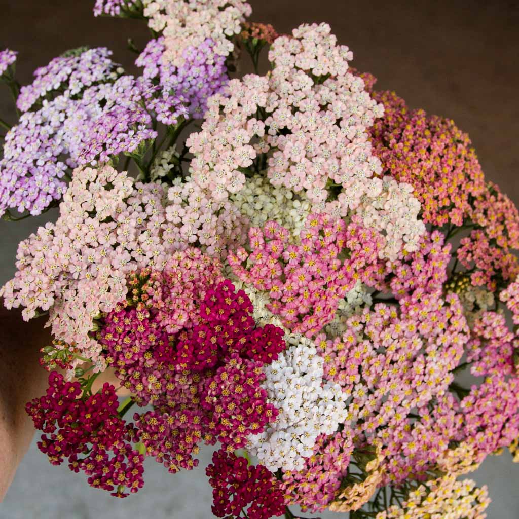 Achillea - Favourite Berries