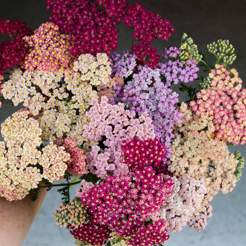 ACHILLEA - Summer Berries - PLANTS