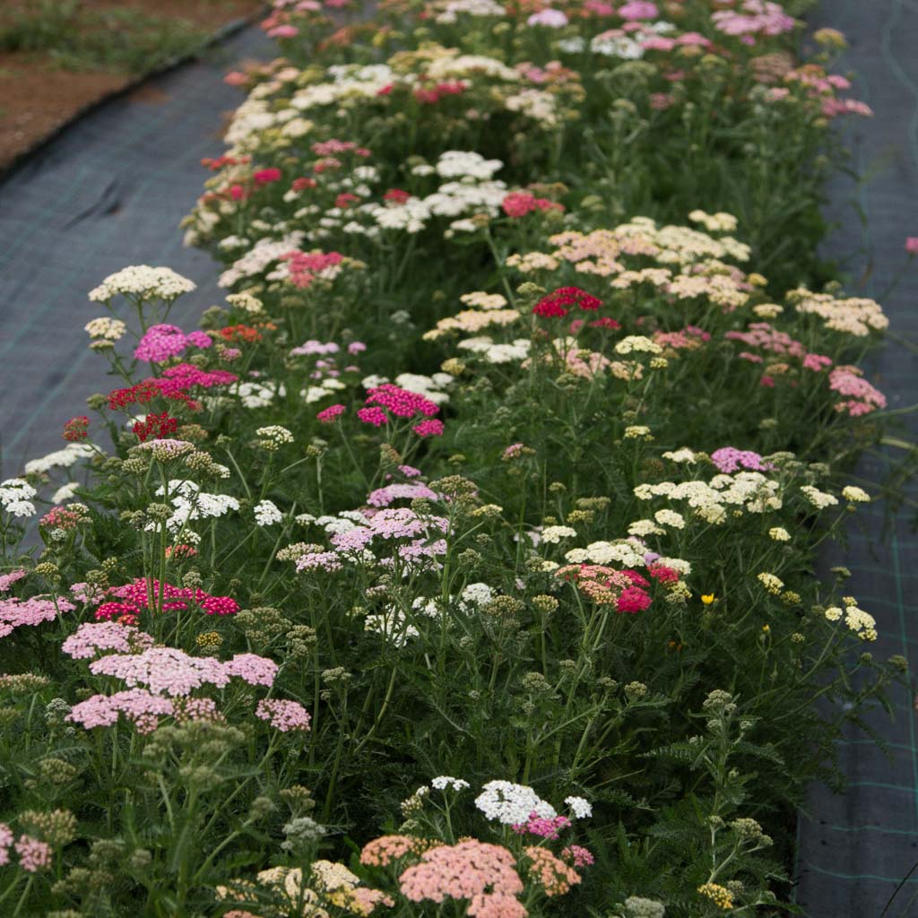 Achillea - Summer Pastels