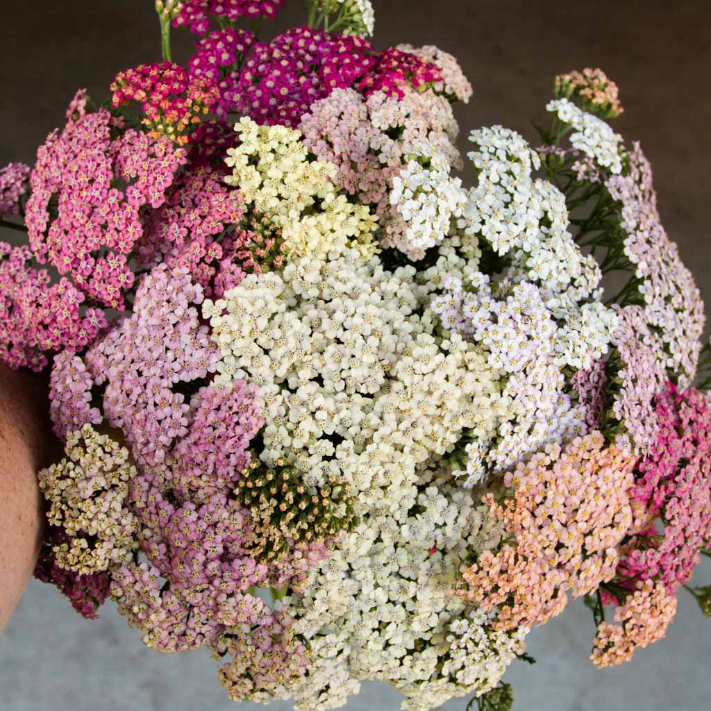 Achillea - Summer Pastels