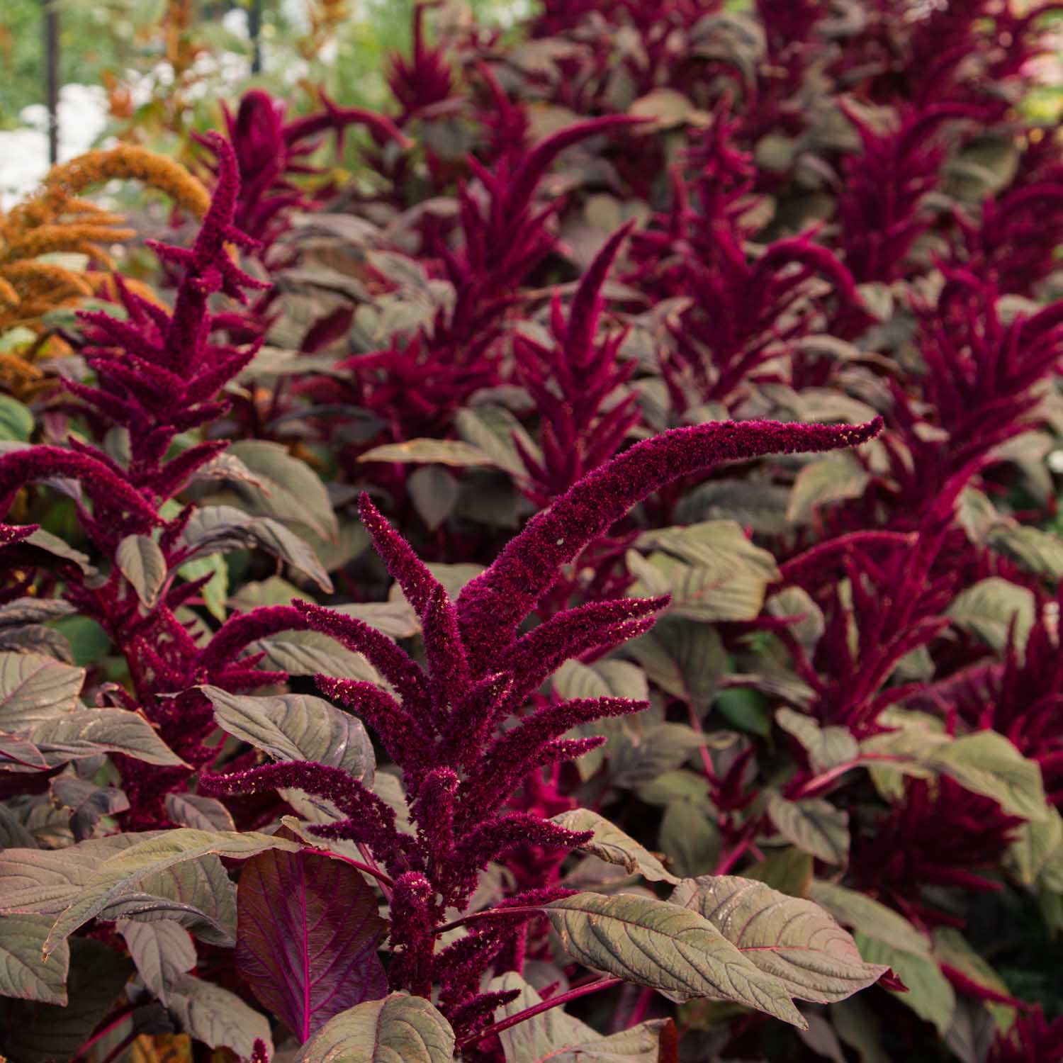 Amaranthus – Red Spike