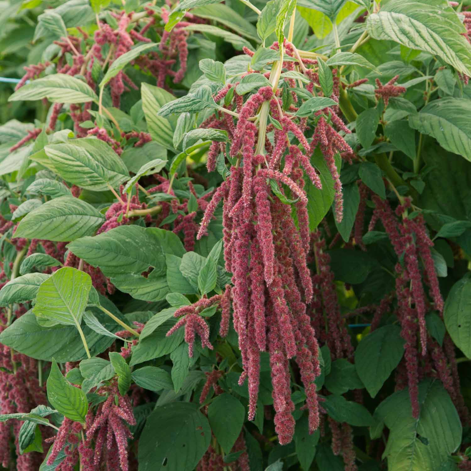 Amaranthus - Coral Fountain