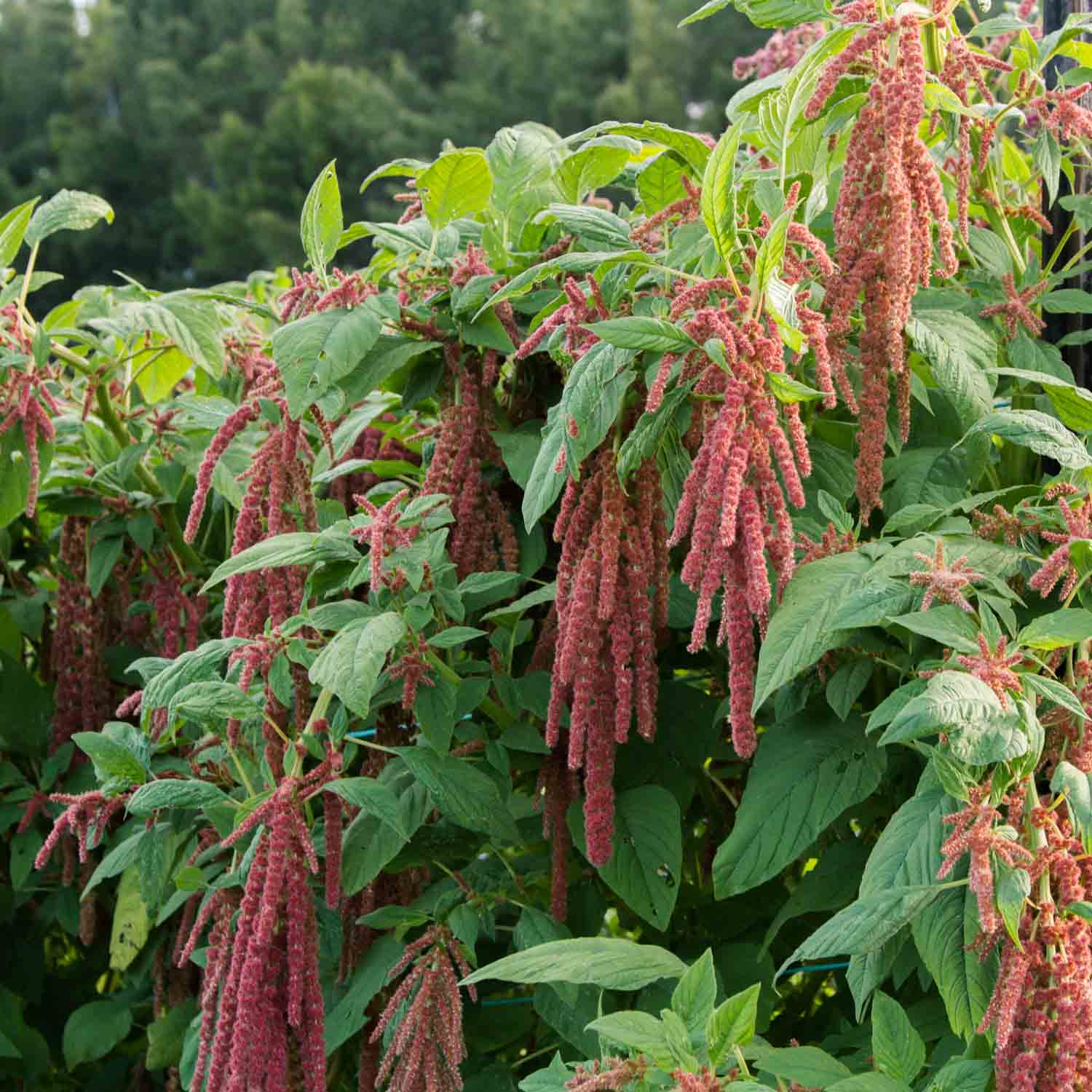 Amaranthus - Coral Fountain