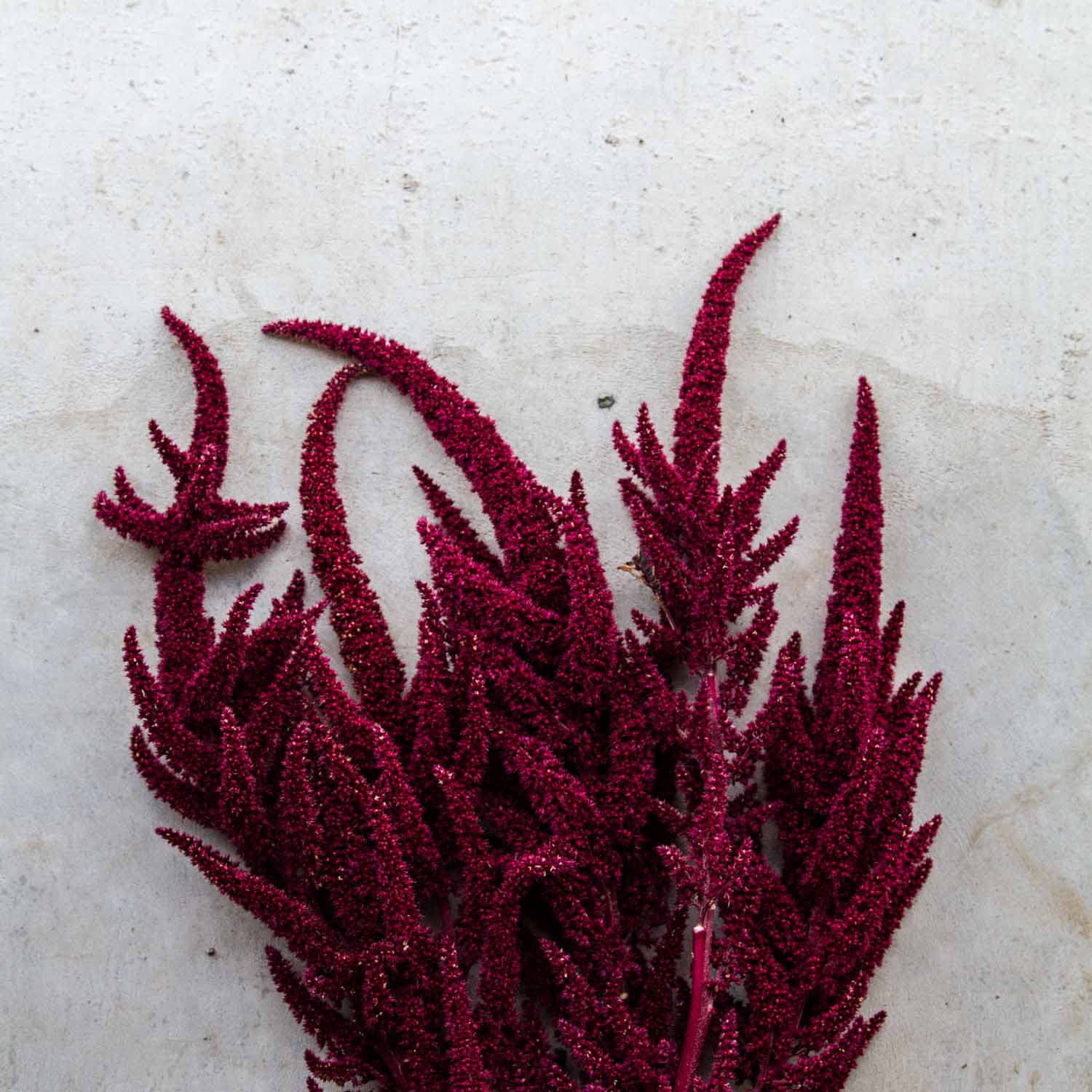 Amaranthus – Red Spike