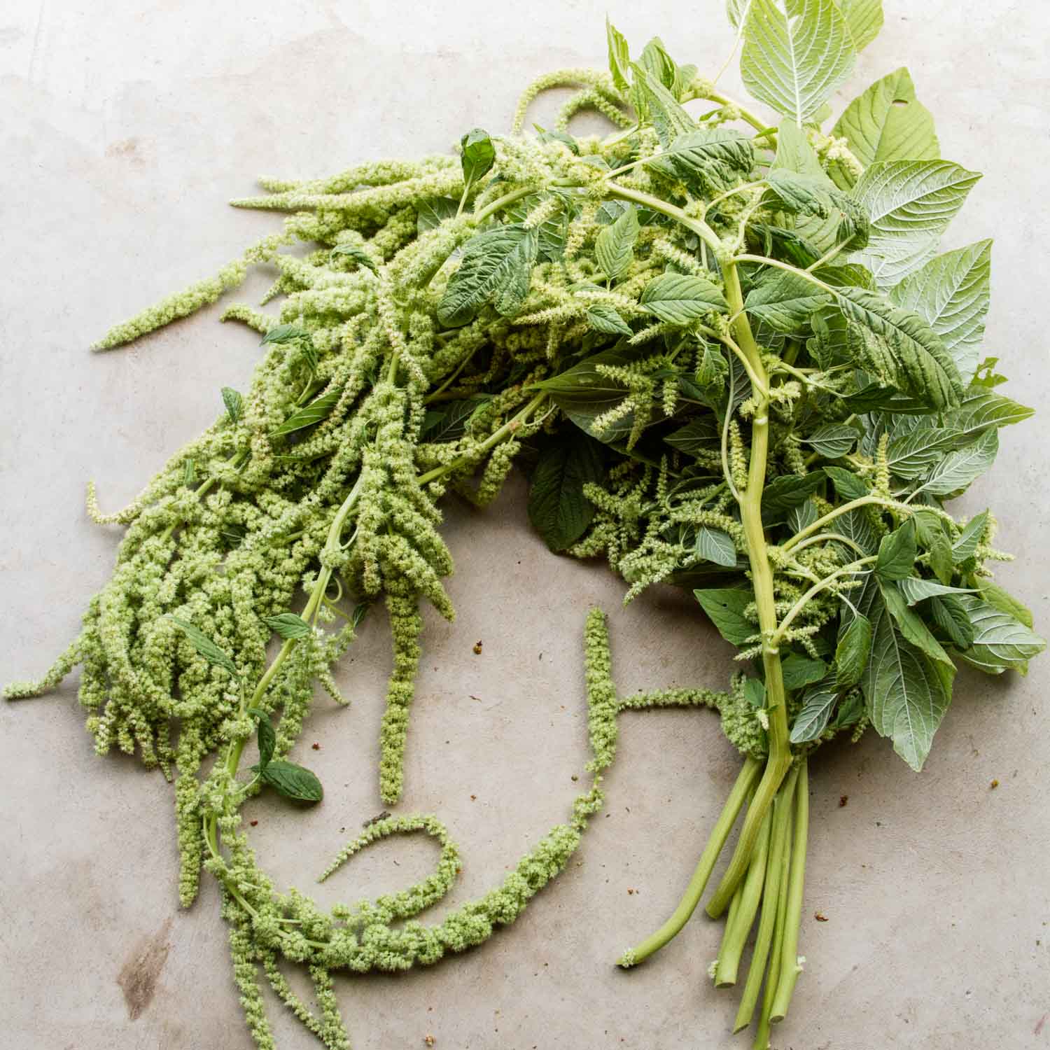 Amaranthus - Emerald Tassels