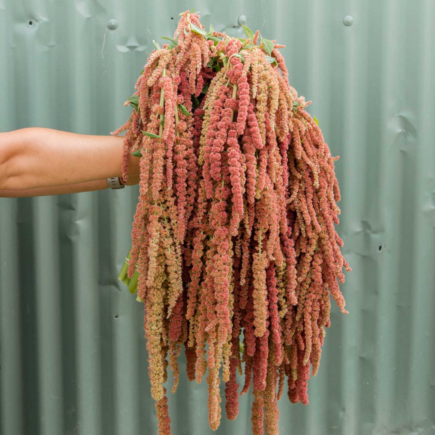 Amaranthus - Coral Fountain