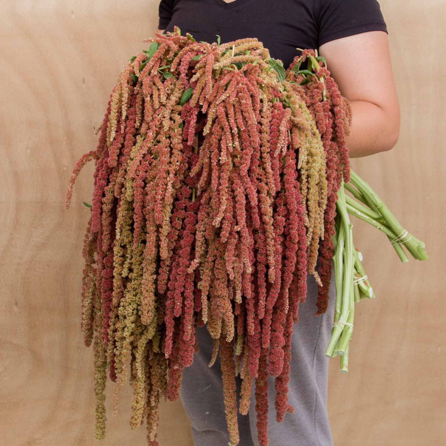 Amaranthus - Coral Fountain