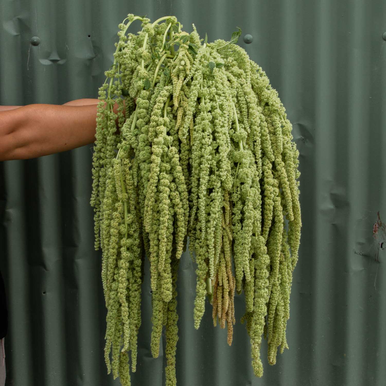 Amaranthus - Emerald Tassels