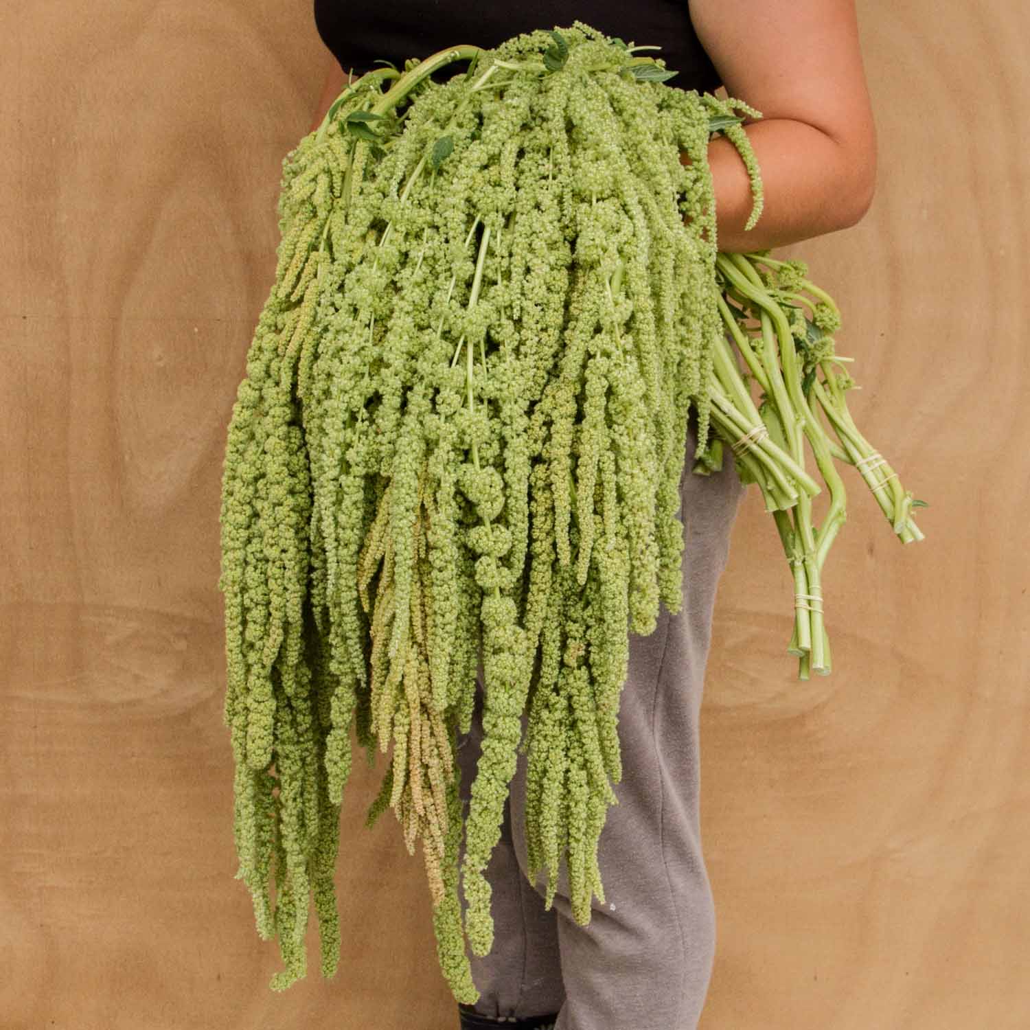 Amaranthus - Emerald Tassels