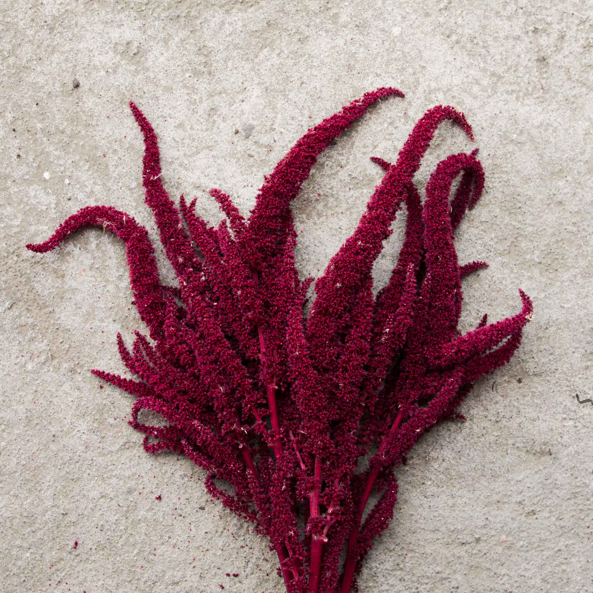 Amaranthus – Red Spike