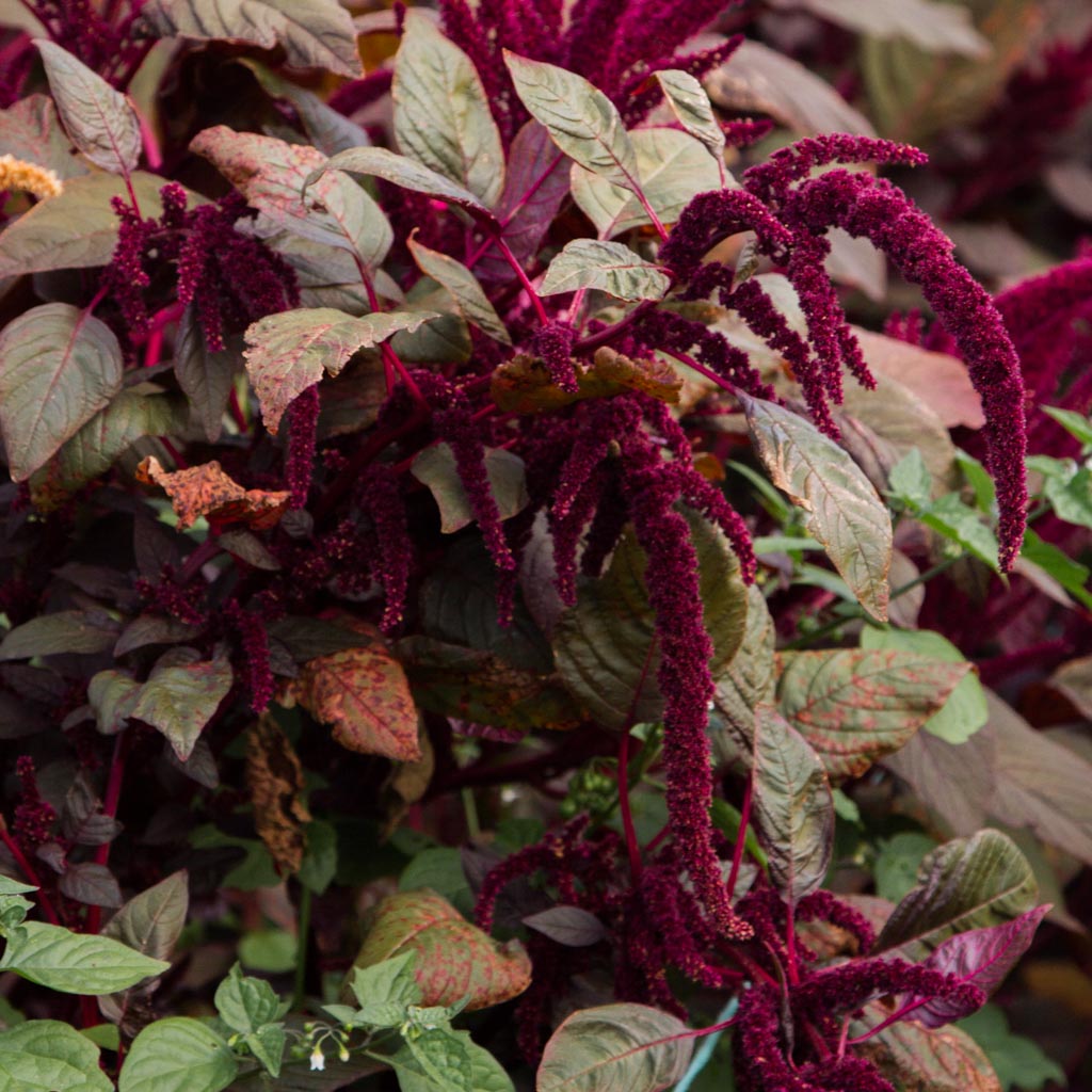Amaranthus - Hopi Red Dye