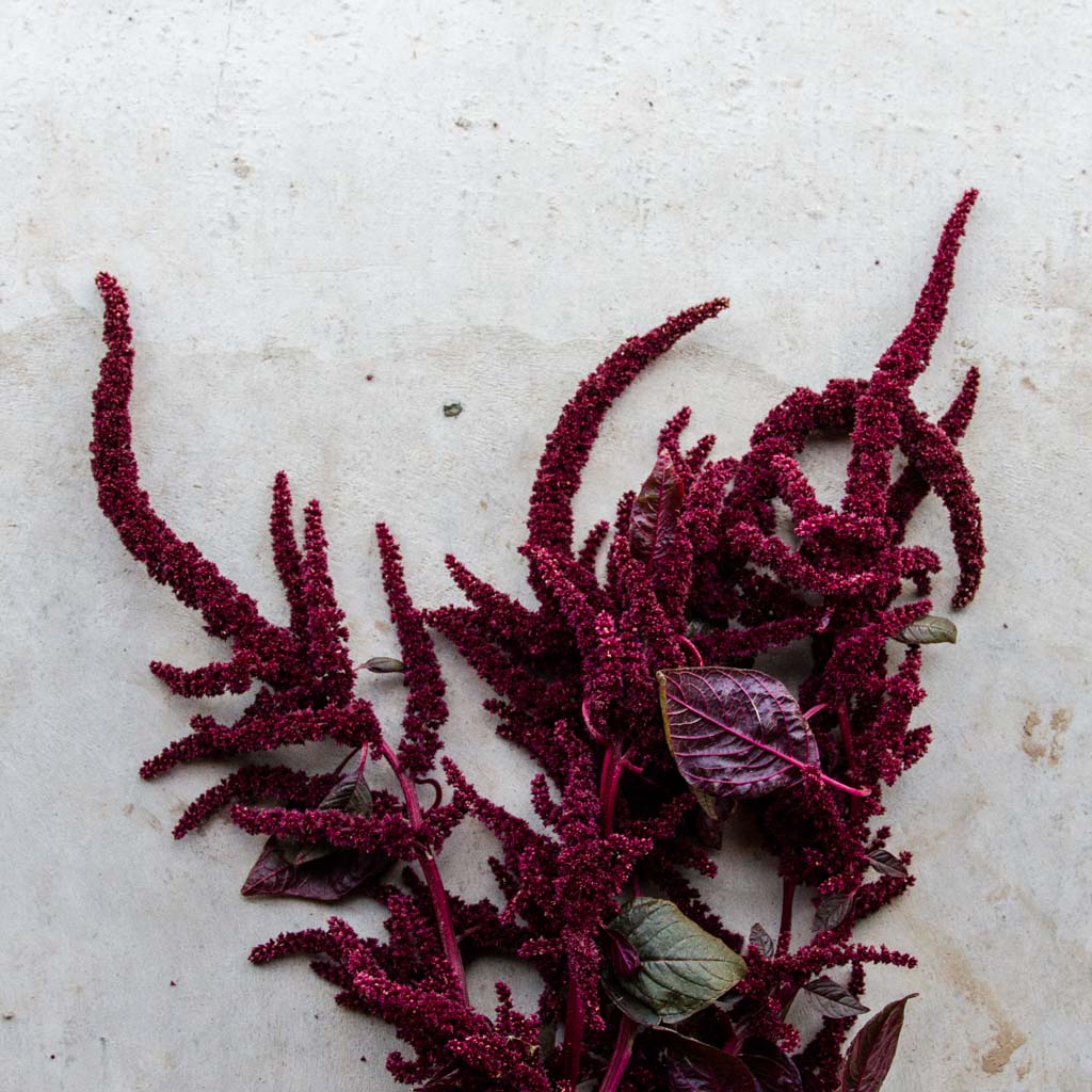 Amaranthus - Hopi Red Dye