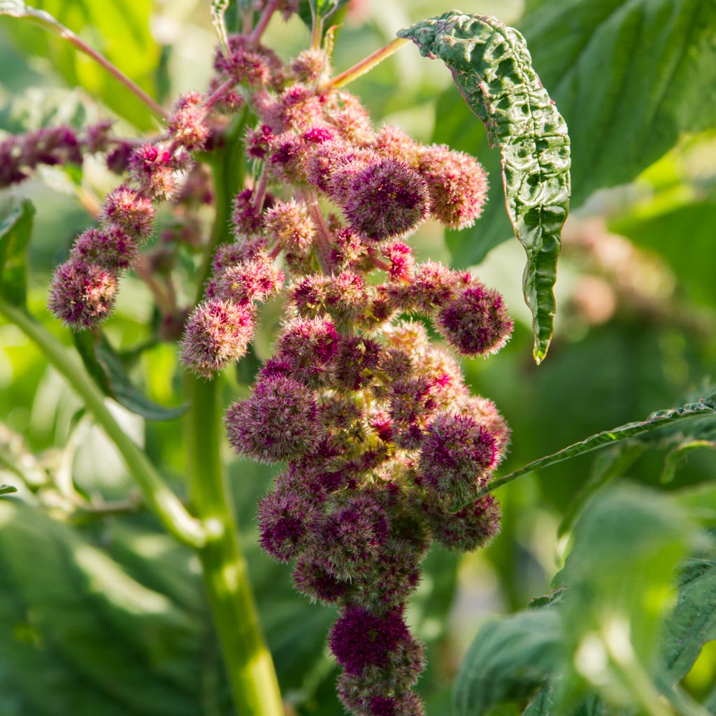 Amaranthus - Mira