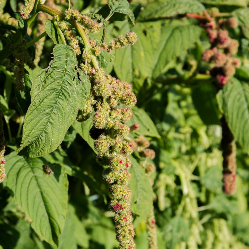 Amaranthus - Mira