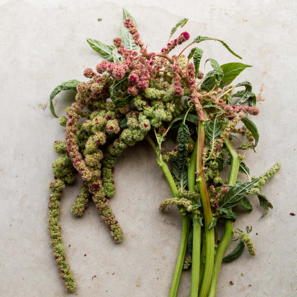 Amaranthus - Mira