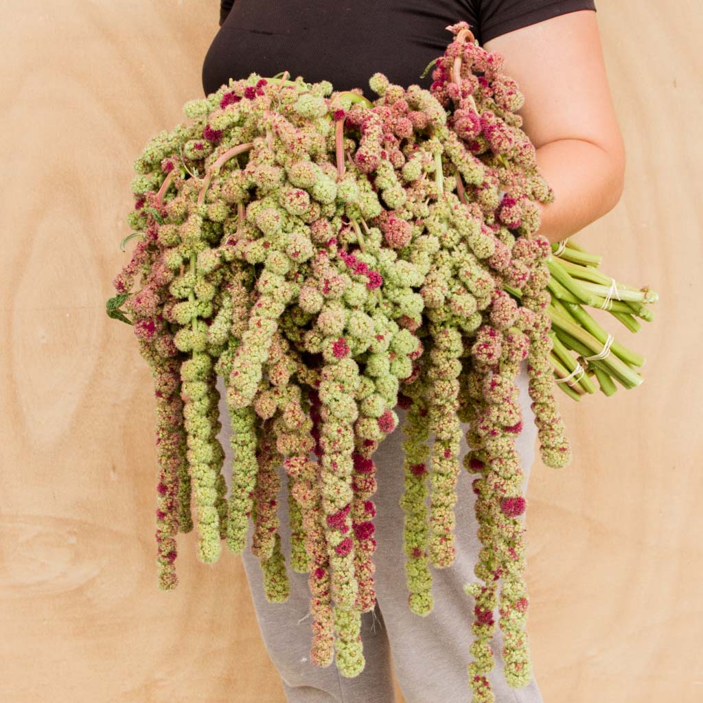 Amaranthus - Mira