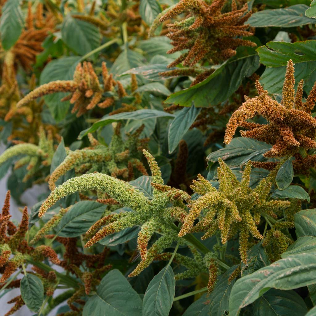 Amaranthus - Pistachio