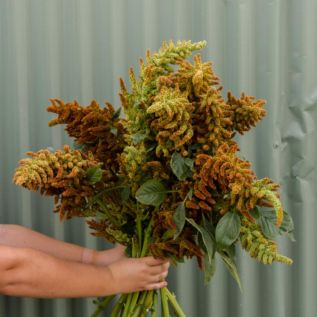 Amaranthus - Pistachio