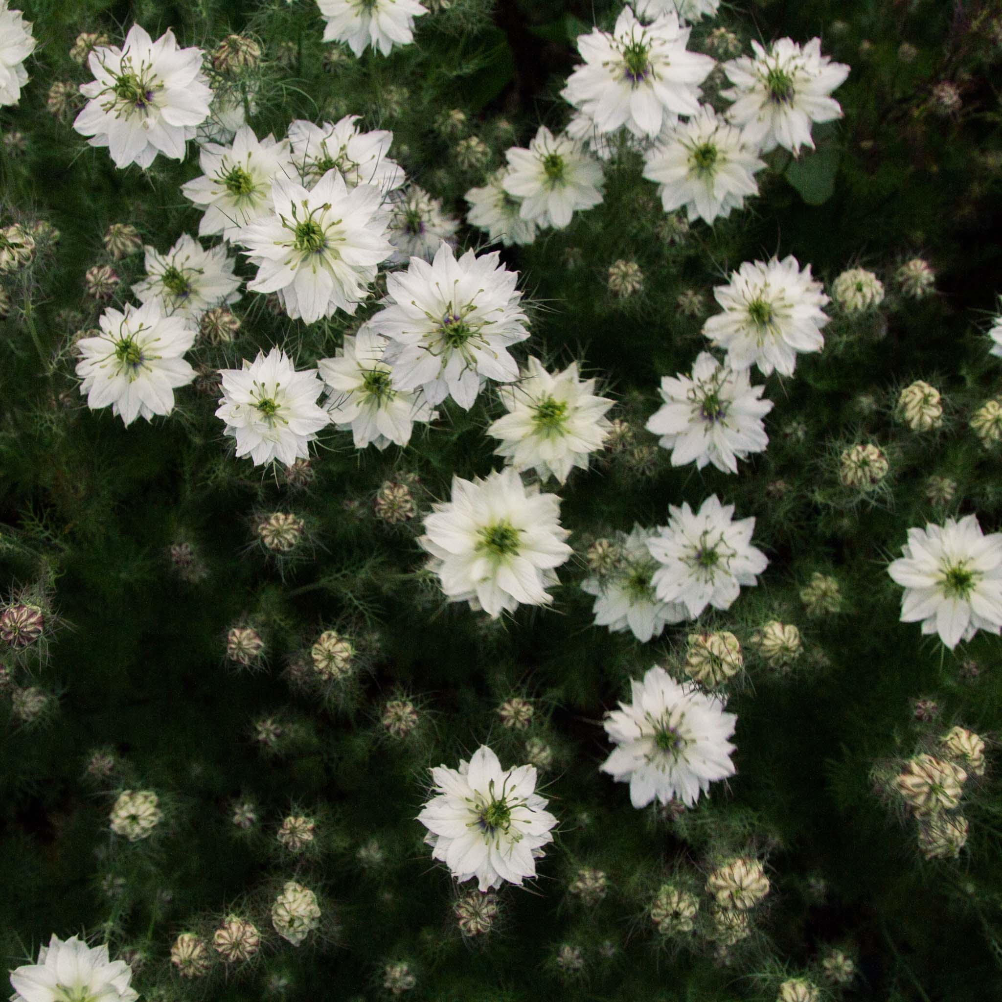 NIGELLA - Albion Black - PLANTS