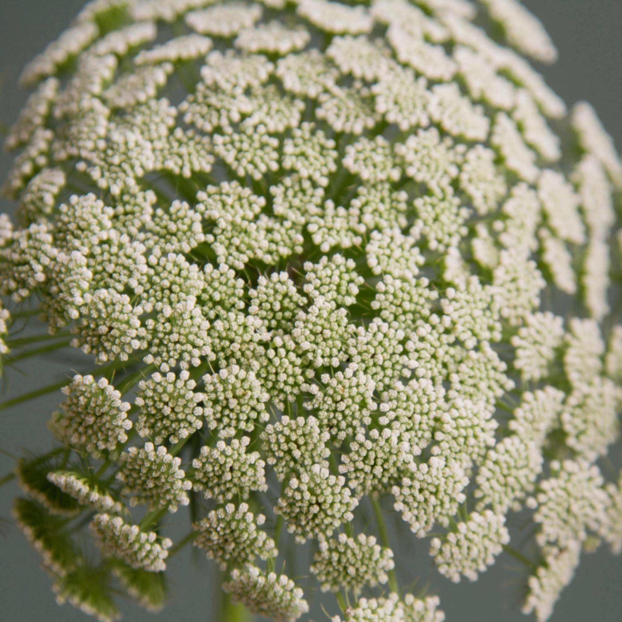 Ammi - Green Mist