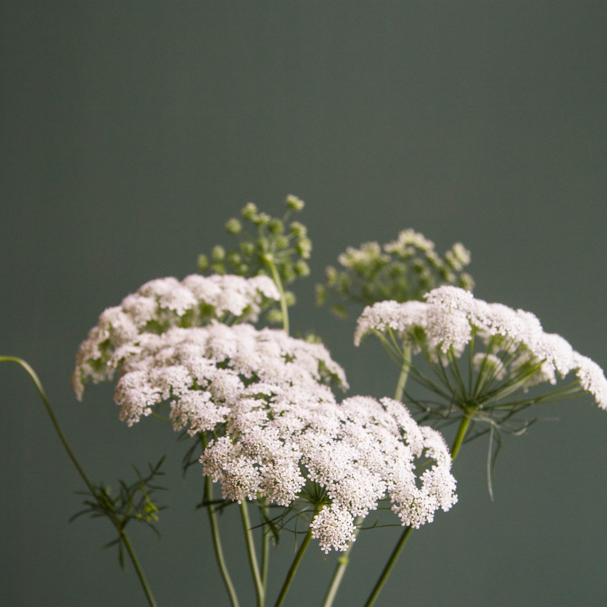 AMMI - Graceland - PLANTS