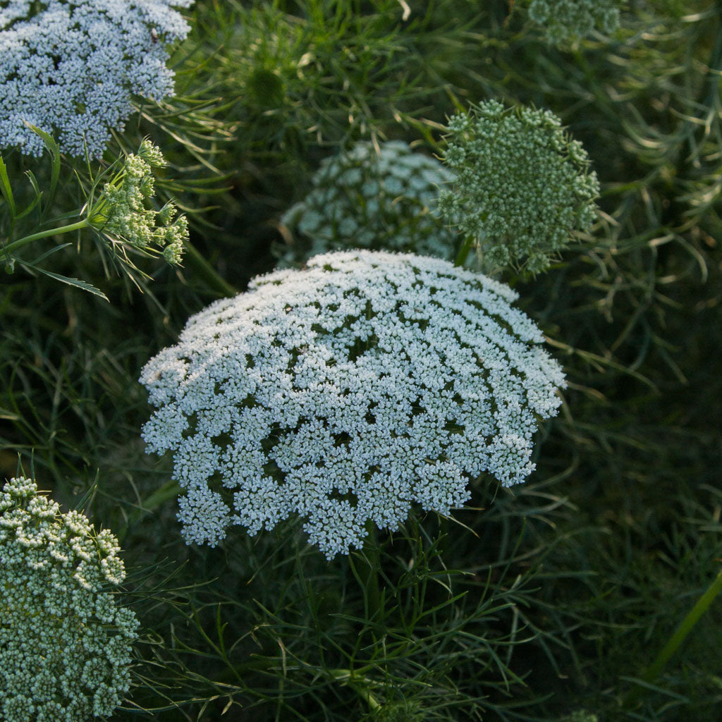 Ammi - Green Mist